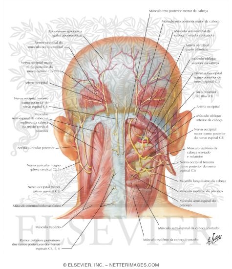 Suboccipital Triangle