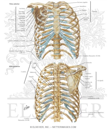 Bony Framework of Thorax