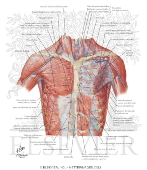 Anterior Thoracic Wall
Anterior Wall of Thorax