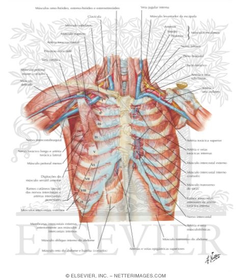 Anterior Thoracic Wall
Anterior Wall of Thorax