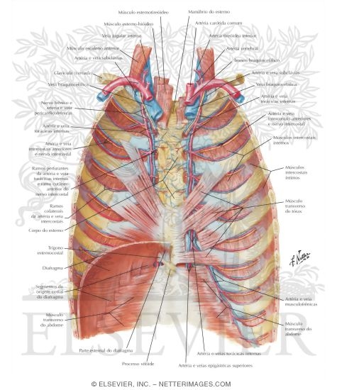 Watermarked preview of labeled image: Anterior Thoracic Wall
Anterior Thoracic Wall: Internal View