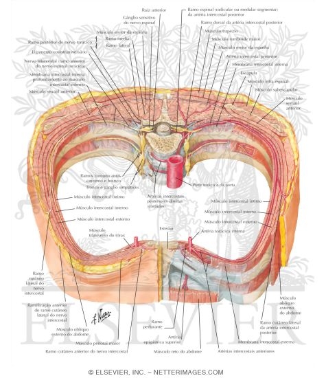 Watermarked preview of labeled image: Course and Relations of Intercostal Nerves and Arteries
Intercostal Nerves and Arteries