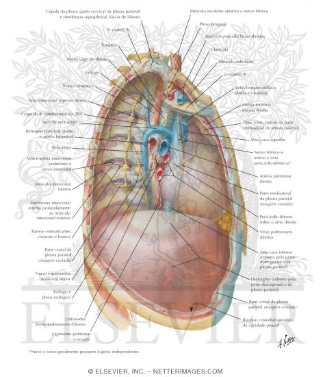 Watermarked preview of labeled image: Mediastinum: Right Lateral View
Right Thoracic Cavity and Mediastinum