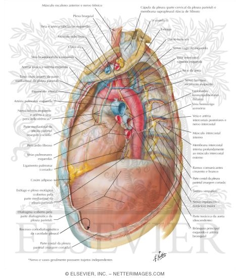 Watermarked preview of labeled image: Mediastinum