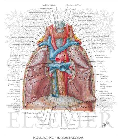Great Vessels of Superior Mediastinum
Relations of Trachea and Main Bronchi