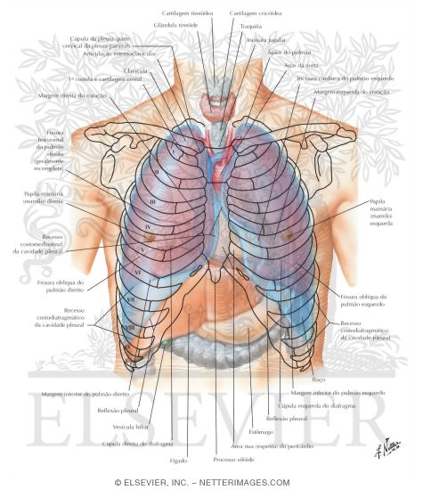 Watermarked preview of labeled image: Topography of Lungs: Anterior View