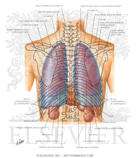 Topography of Lungs: Posterior View