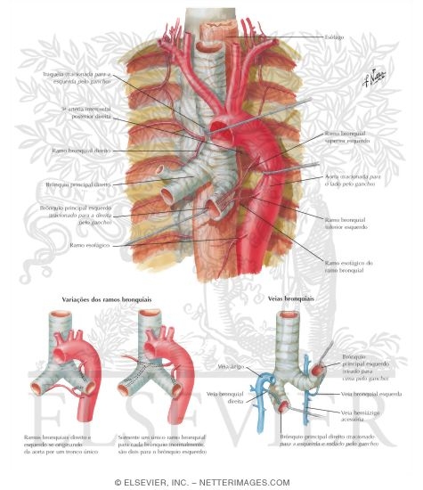 Bronchial Arteries and Veins