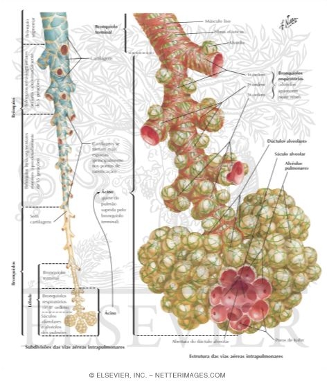 Watermarked preview of labeled image: Development of Bronchioles and Alveoli