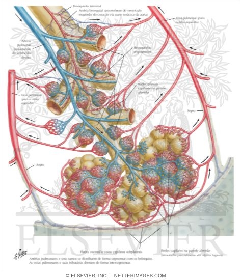 Intrapulmonary Blood Circulation: Schema
