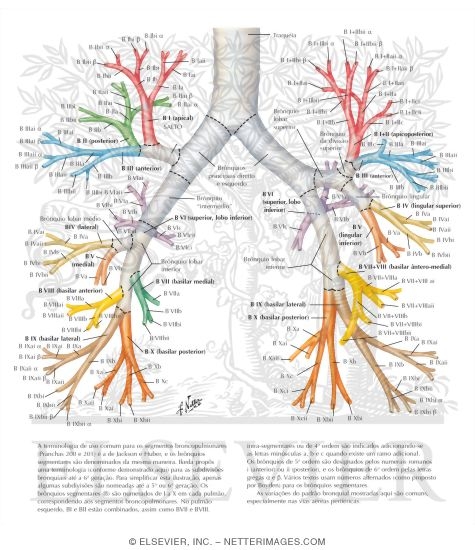 Nomenclature of Bronchi: Schema