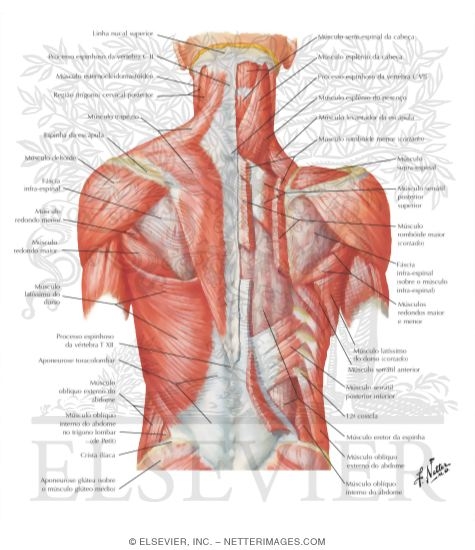 Muscles of Back: Superficial Layers
Superficial Muscles: Posterior Neck and Back