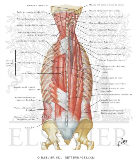 Muscles of Back: Intermediate Layers
Spenius and Erector Spinae Muscles