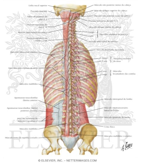Muscles of Back: Deep Layers
Transversospinal, Interspinal, Intertransverse, and Suboccipital Muscles
Deep Muscles: Posterior Neck and Back