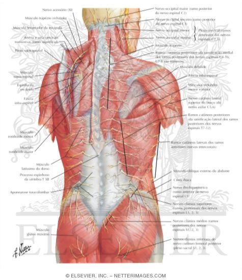 Nerves of Back