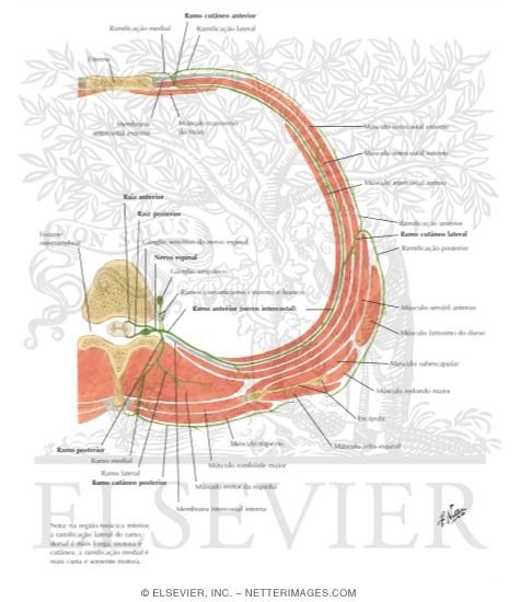 Schematic Diagram of Typical Spinal (Thoracic) Nerve
Typical Thoracic Spinal Nerve