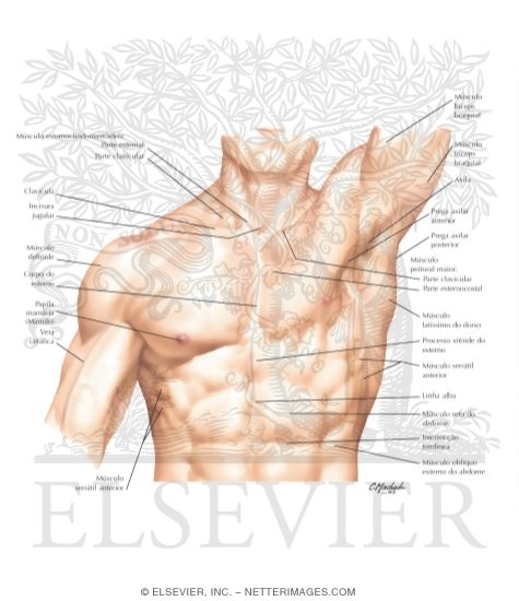 Watermarked preview of labeled image: Surface Anatomy of the Thorax