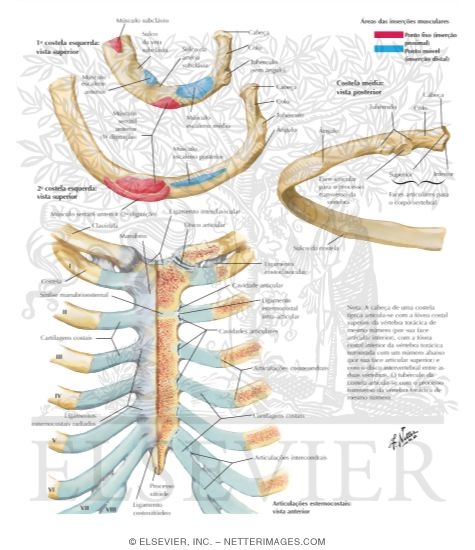 Ribs and Sternocostal Joints
Rib Characteristics and Costovertebral Articulations
Costovertebral Joints