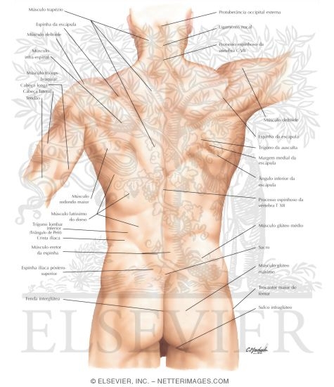 Back: Surface Anatomy