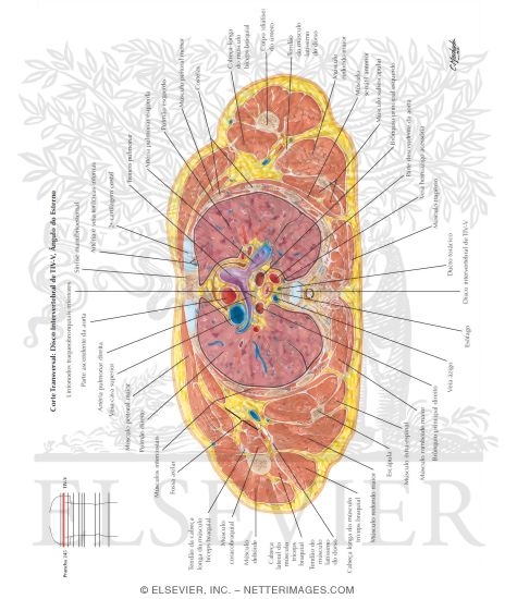 Thorax: Pulmonary Trunk