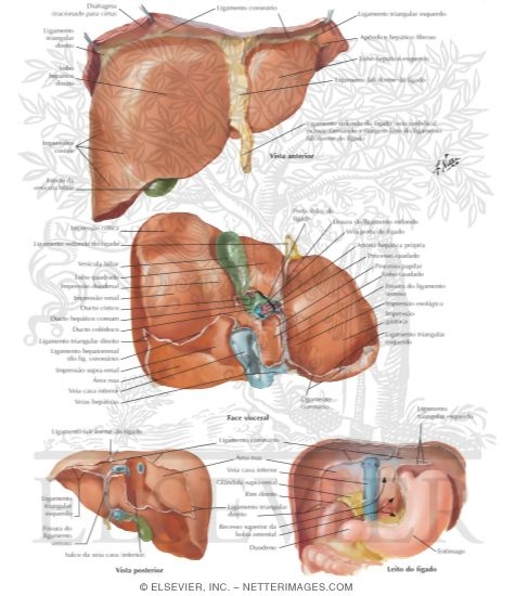 Watermarked preview of labeled image: Surfaces and Bed of Liver