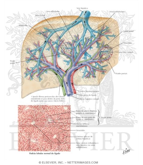 Interdigation of Portal Triads With Branches of Hepatic Vein