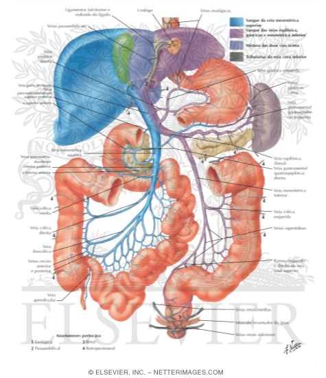 Hepatic Portal Vein Tributaries: Portocaval Anastomoses
