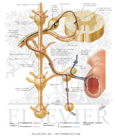 Autonomic Reflex Pathways: Schema