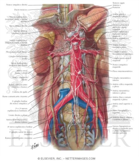 Autonomic Nerves and Ganglia of Abdomen
Sympathetic Nerves In the Abdomen