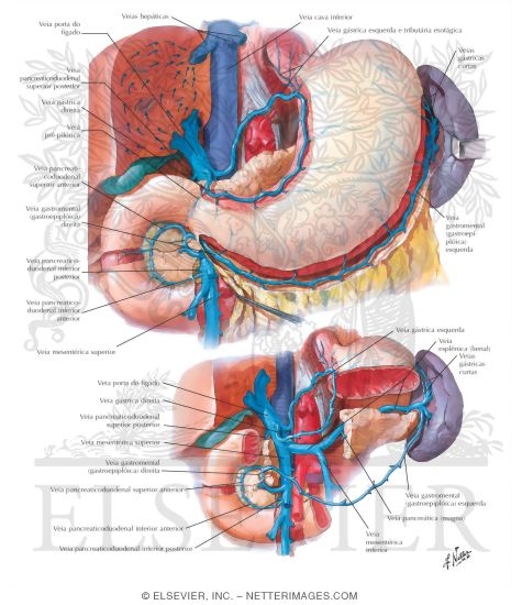 Watermarked preview of labeled image: Veins of Stomach, Duodenum, Pancreas and Spleen
Venous Drainage of Stomach and Duodenum