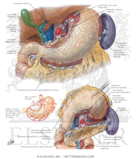 Lymph Vessels and Nodes of Stomach
Lymphatic Drainage of Stomach