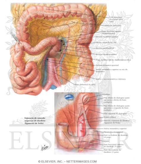 Duodenal Fossae and Ligament of Treitz
