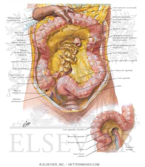 Colon - Topography and Relations
Mesenteric Relations of Intestines