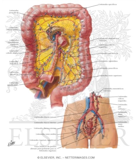 Lymph Drainage of Large Intestine