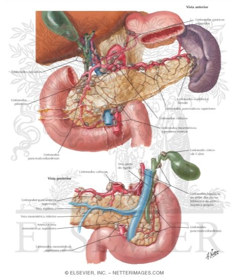 Lymph Vessels and Nodes of Pancreas
Lymphatic Drainage of Pancreas