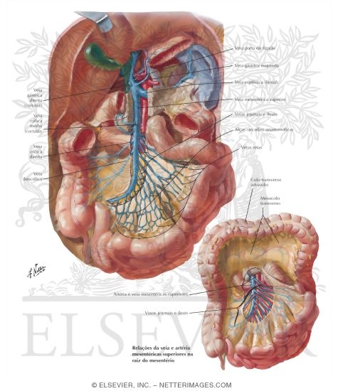 Veins of Small Intestine
Venous Drainage of Small and Large Intestine