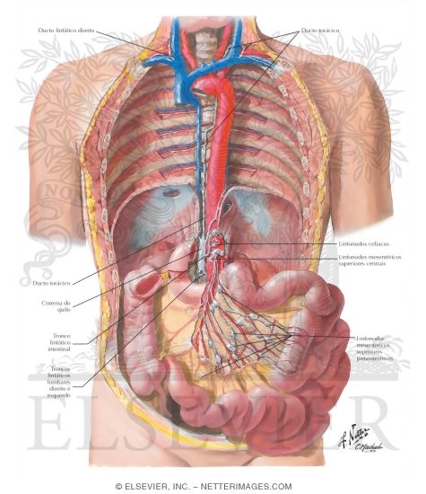 Lymph Drainage of Small Intestine
Lymph Vessels and Nodes of Small Intestine