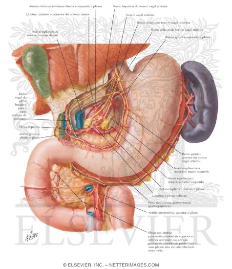 Watermarked preview of labeled image: Innervation of Stomach and Duodenum
Nerves of Stomach and Duodenum
The Stomach and Duodenum