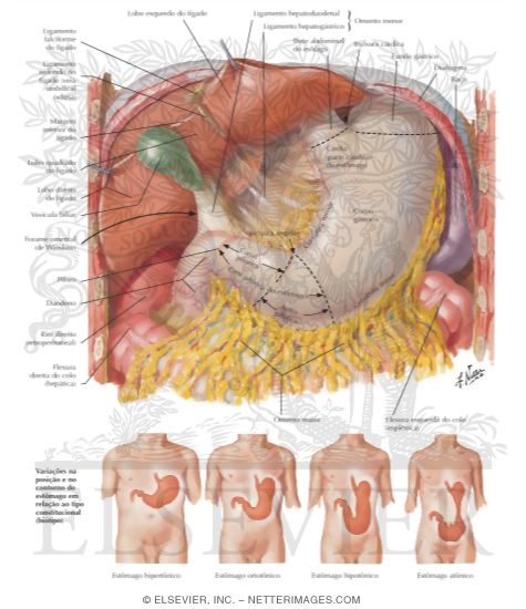 Anatomy, Normal Variations and Relations of Stomach
Stomach In Situ