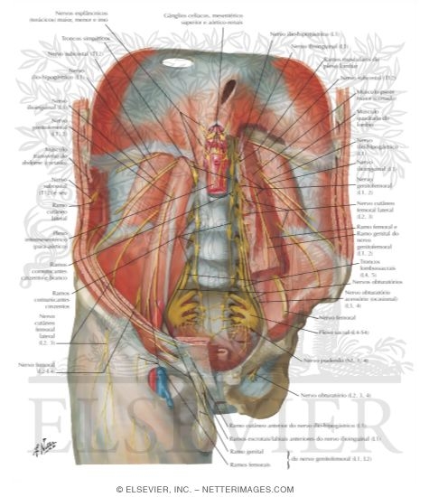 Innervation of Abdomen and of Perineum