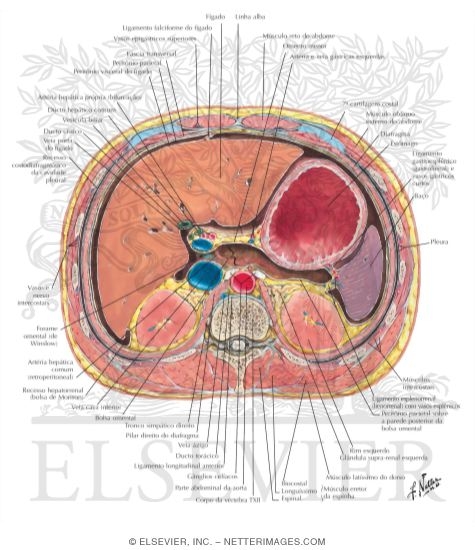 Watermarked preview of labeled image: Peritoneum