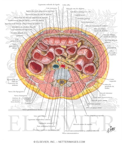 Watermarked preview of labeled image: Peritoneum 
Schematic Cross Section of Abdomen At  L2, L3, and L4
