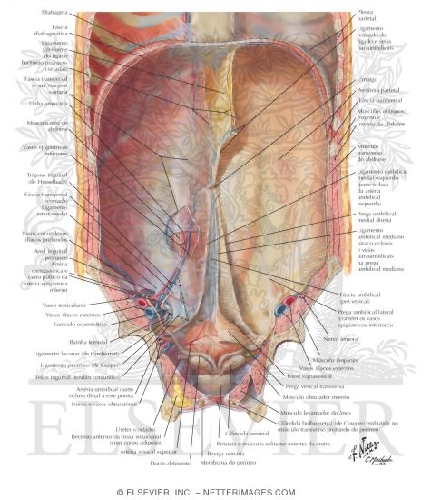 Watermarked preview of labeled image: Anterior Abdominal Wall: Internal View
Anterolateral Abdominal Wall