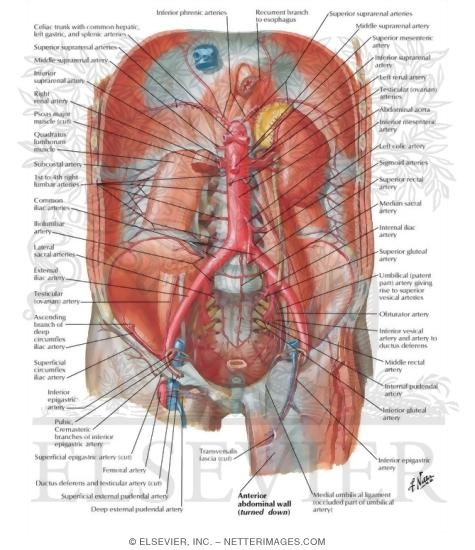 Watermarked preview of labeled image: Arteries and Veins of Posterior Abdominal Wall