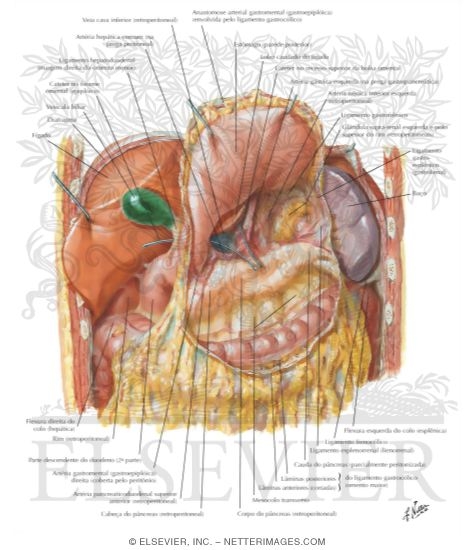 Omental Bursa: Stomach Reflected
Peritoneum