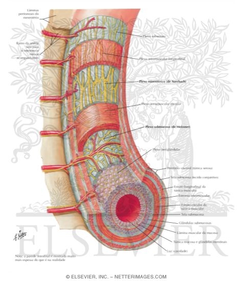 Watermarked preview of labeled image: Enteric Nervous System
Enteric Plexuses
Innervation of Small and Large Intestine
Intrinsic Autonomic Plexuses of Intestine: Schema