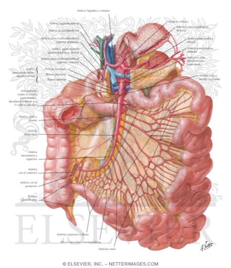 Arteries of Small Intestine
Blood Supply of Small and Large Intestine