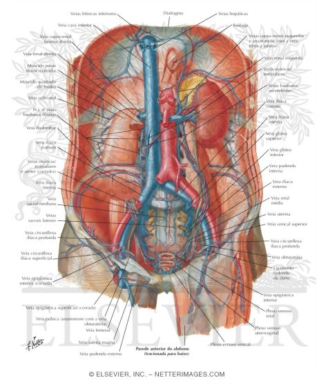 Watermarked preview of labeled image: Veins of Posterior Abdominal Wall
Venous Drainage of the Abdomen