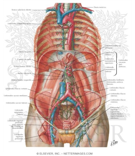 Lymph Drainage of the Abdomen
Lymph Vessels and Nodes of Posterior Abdominal Wall