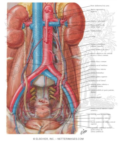 Arteries of Ureters and Urinary Bladder
Blood Supply of Ureters and Bladder